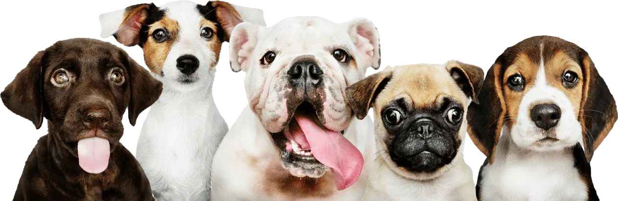 Clean Paws, Happy Floors